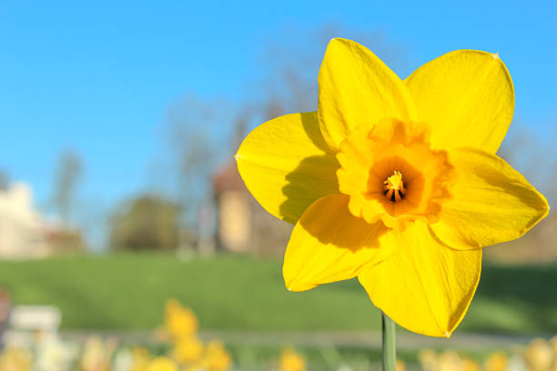 Close-up of a vibrant yellow daffodil in full bloom against a bright blue sky.