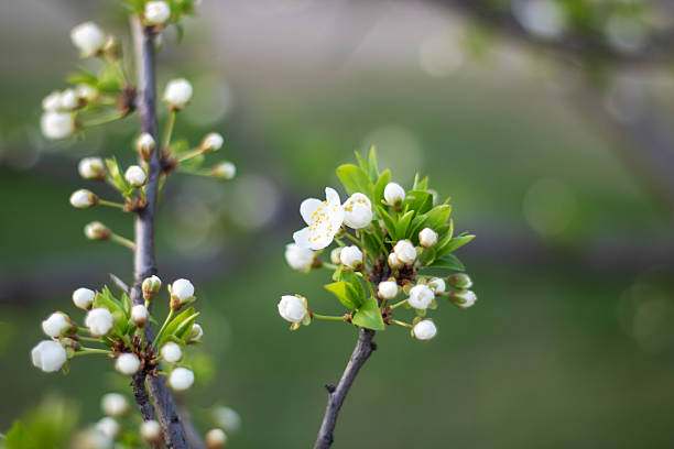 A closeup shot of a white cherry blossom flower on a tree branch, showcasing the delicate petals and vibrant pollen, a beautiful sight in nature