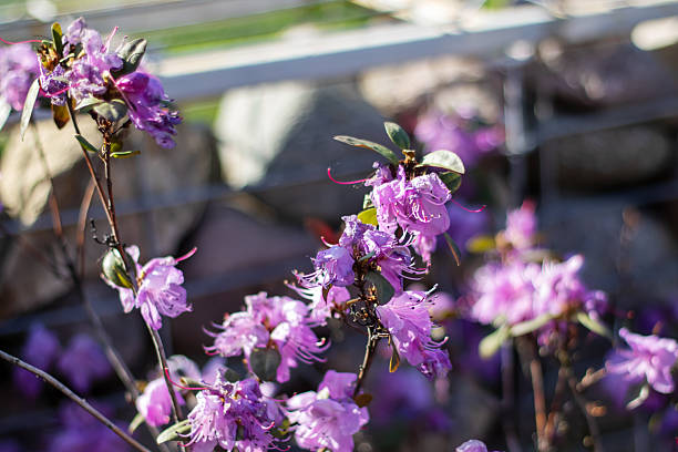 A lovely display of purple flowers adorns a shrub in spring