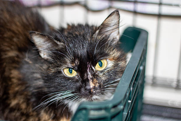 istock A Cat with emerald eyes rests in a lush green crate 2208862383