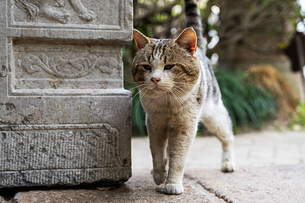 A feral cat,protection of stray animals.