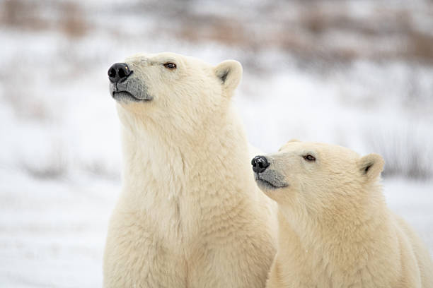 istock Two bears facing side on to the camera, profile with face, nose and fluffy white beige polar bear bodies. Taken in October from Churchill, Manitoba, Canada. 2208866795