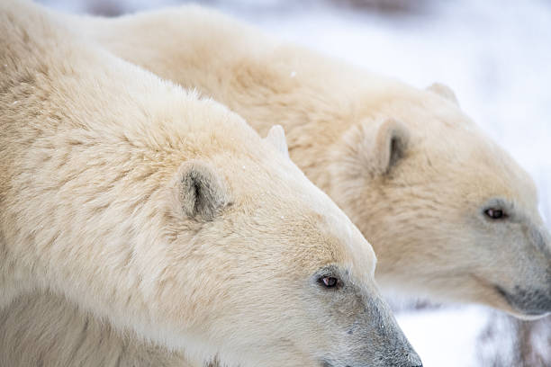 istock Two bears facing side on to the camera, profile with face, nose and fluffy white beige polar bear bodies. Taken in October from Churchill, Manitoba, Canada. 2208866888