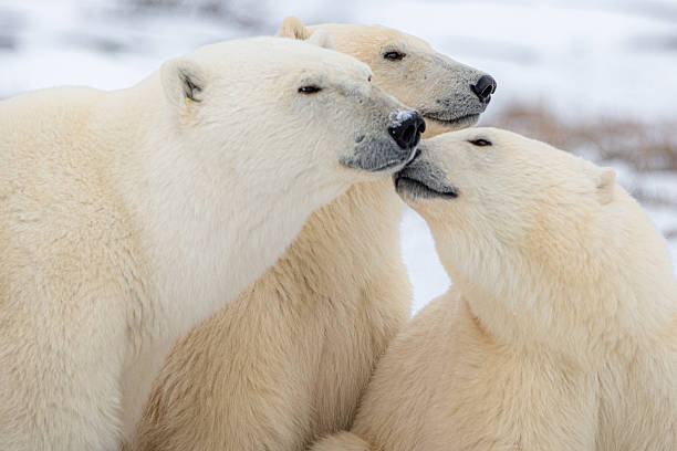 istock Three polar bears showing affection to each other with all faces in frame with mom and two cubs. Beautiful moment with fluffy white ears, black nose tip. Churchill, Manitoba, Canada in October. 2208867065