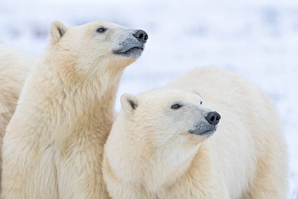 istock Two bears facing side on to the camera, profile with face, nose and fluffy white beige polar bear bodies. Taken in October from Churchill, Manitoba, Canada. 2208867212