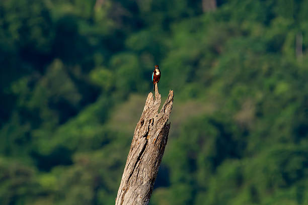 White-throated kingfisher or Halcyon smyrnensis perched front view on dead tree in Gal Oya, Sri Lanka.