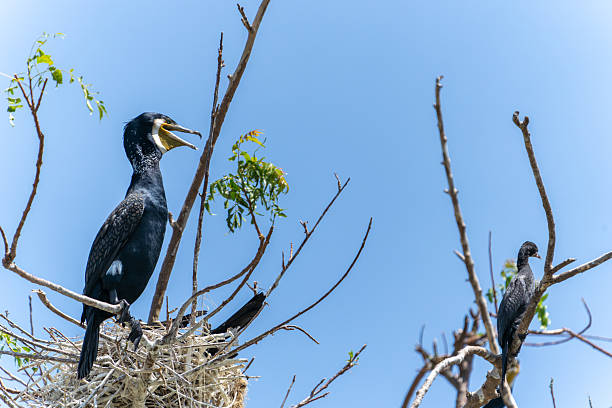 istock nesting Indian Cormorant in tree surrounded by flock. Phalacrocorax fuscicollis. Indian cormorant in Gal Oya National Park 2208869193