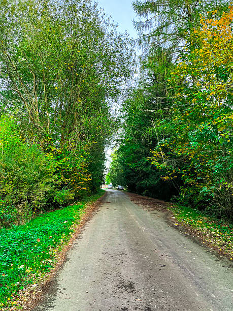 istock A scenic dirt road in a lush green forest, lined with tall trees creating a picturesque pathway 2208869217