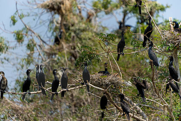 istock nesting Indian Cormorant in tree surrounded by flock. Phalacrocorax fuscicollis. 2208869294