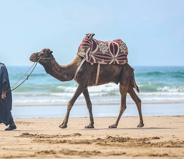 istock Moroccan camel being led on the beach - ship of the desert. 2208869686