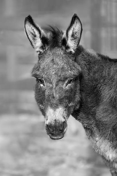 istock Portrait Of A Donkey (disambiguation) 2208870086