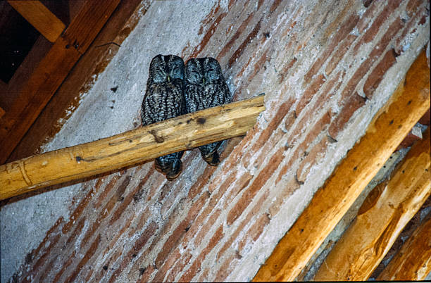 istock Maghreb Owls in the Tin Mal mosque 2208872639