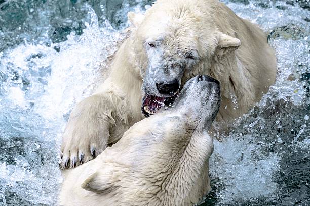 A Polar bear is seen in their enclosure on a crisp winter morning at Yorkshire Wildlife Park.