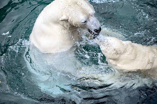 Description: Polar bears test their strength in the water