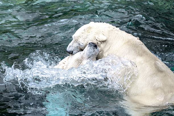 Description: Polar bears fight in the water.