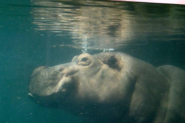 istock Side view of Hippotalamus floating under the water surface. 2208873169
