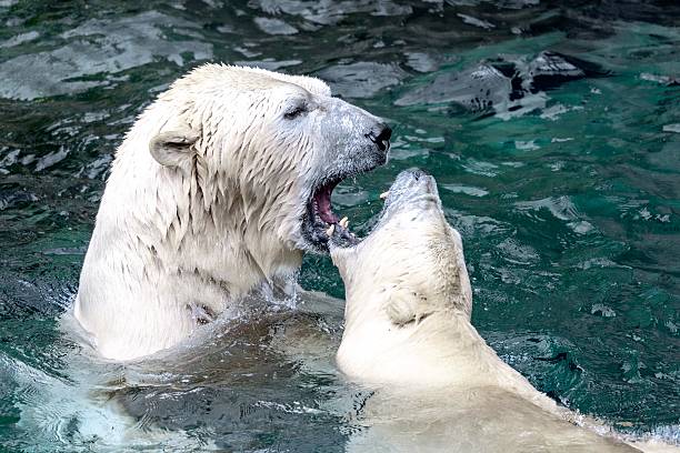 istock Polar bears test their strength in the water. 2208873175