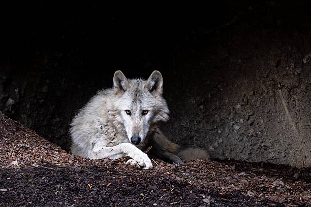istock A mystical looking white wolf with orange eyes looking out of a cave. 2208873185