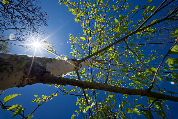 Young autumn birches in the bright sun. Background of bright orange foliage. Seasonal weather. Picturesque nature in a birch grove. Golden color.