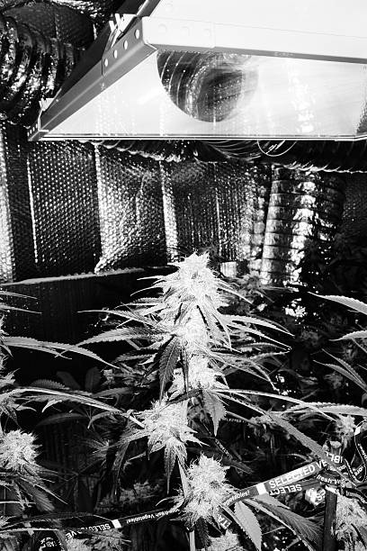 Mature Cannabis plant flowers