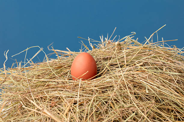 Close-up of a fresh chicken egg in the hay nest. Blue background, space for copy.