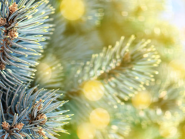Close-up of a blue spruce branch with space for copy. Beautiful bokeh lights background.