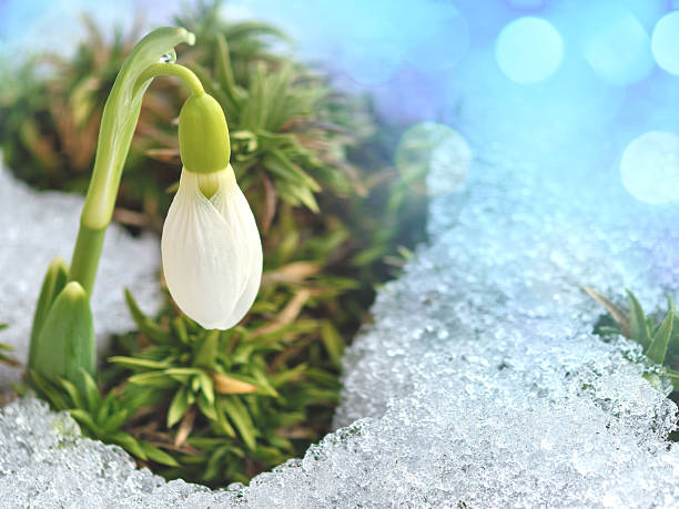 A close-up photo of beautiful snowdrop flower peeking through the melting snow. Nice bokeh lights.