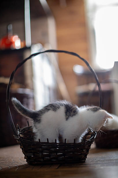 An adorable kitten peeks out from a cozy wicker basket, showcasing its playful curiosity beautifully