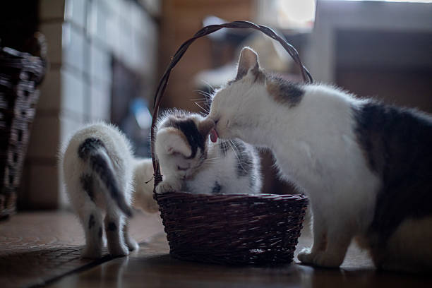 istock Adorable Cute Kittens Having Fun, Playing, and Exploring Together in a Cozy Basket 2208875887