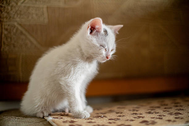 A cute white kitten sitting thoughtfully on a patterned floor mat, capturing a moment of tranquility.