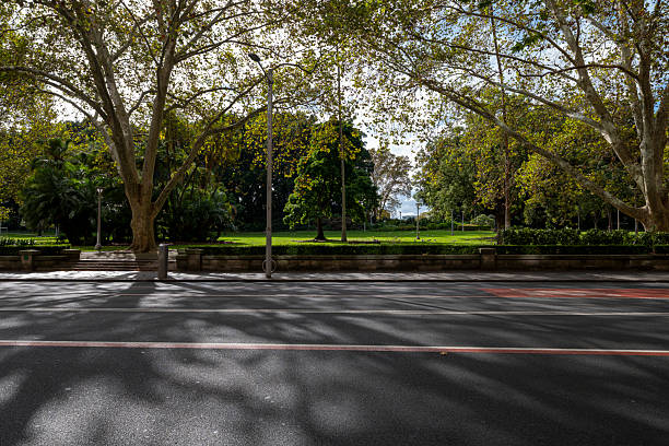 Trees in Hyde Park, Sydney, Australia