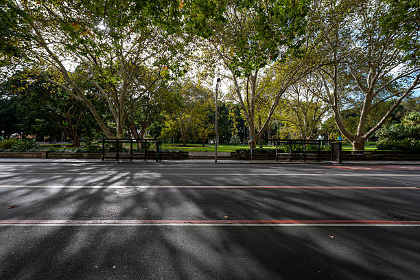 istock Trees in Hyde Park, Sydney, Australia 2208877032