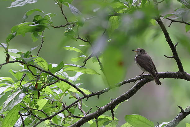 istock Brown flycatcher perching on the branch of tree. 2208877118