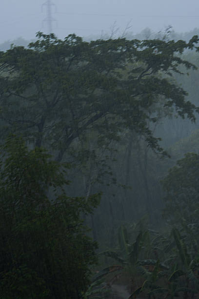 istock Tropical forest close-up in heavy rain 2208878871