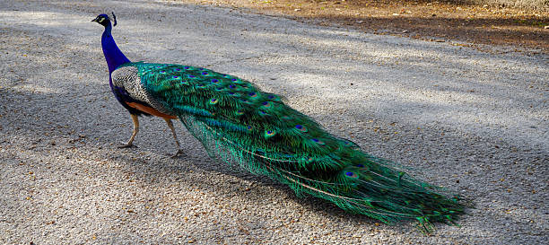 istock A peacock, with a blue neck and beautiful colored feathers 2208880084