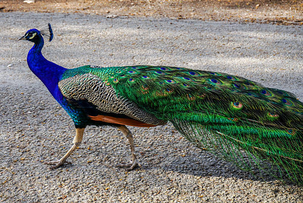 istock A peacock, with a blue neck and beautiful colored feathers 2208880088