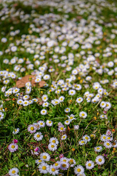 Background of field of daisy flowers in bloom. Sunny summer day, rays of light.