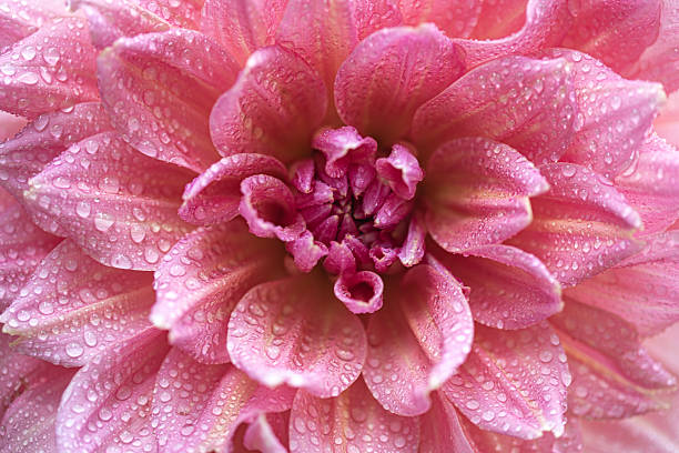 Dahlia flower with water drops background