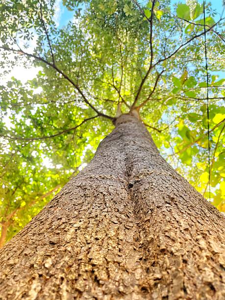 istock The Heart of the Forest 2208883085