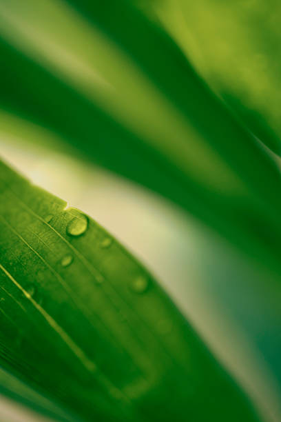 Leaf surface with water drops, macro, shallow DOF