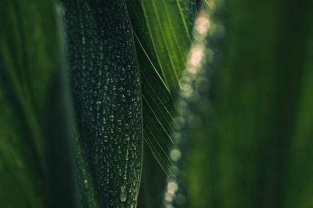 istock Leaf surface with water drops, macro, shallow DOFLeaf surface with water drops, macro, shallow DOF 2208883594