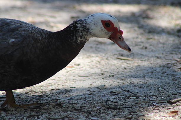 istock Muscovy Duck Close Up Walking Along A Sandy Shoreline With Sand Background 2208883622