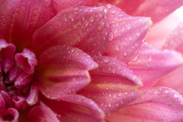 istock Dahlia flower with water drops background 2208883694