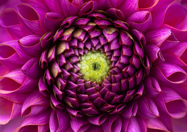 istock Dahlia flower background 2208884289