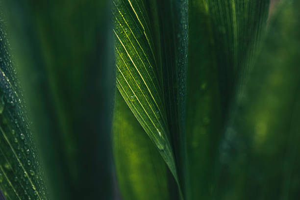 leaf surface with water drops, macro, shallow dofleaf surface with water drops, macro, shallow dof - dışarıda stok fotoğraflar ve resimler