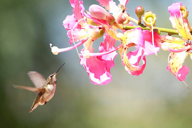 istock Black-chinned Hummingbird 2208885128