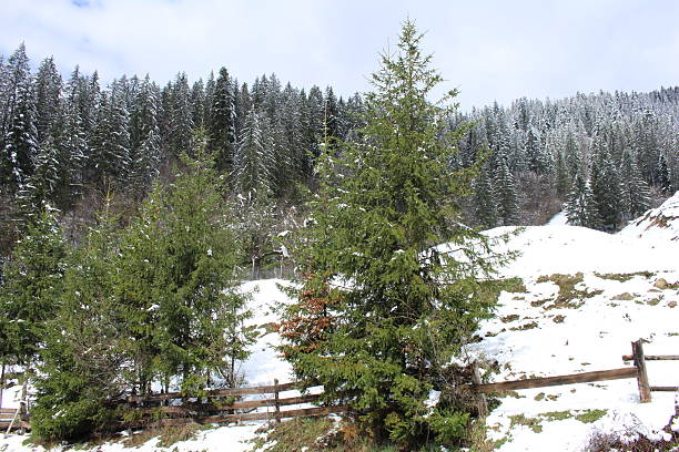 A snowy landscape with trees and a fence. Tree. Outdoor. Sky. Snow. Conifer