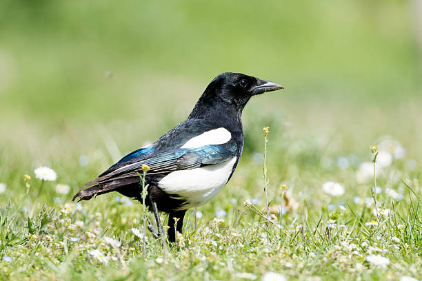 istock Eurasian magpie (Pica pica) in the grass among daisies. 2208888562