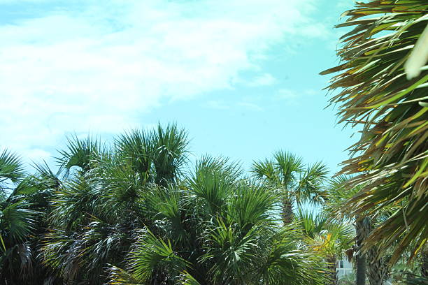 Lush green tropical palm trees with leafs against a bright blue sky background.