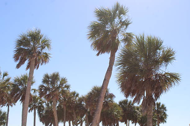 Tropical lush palm trees against a blue sky background.